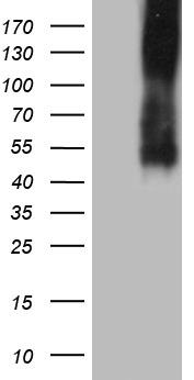 FAM151B antibody