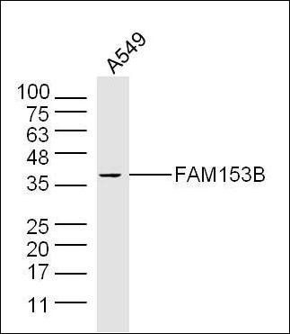 FAM153B antibody