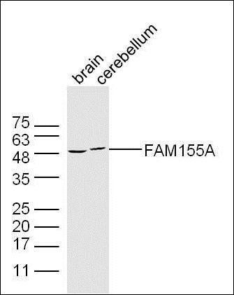 FAM155A antibody