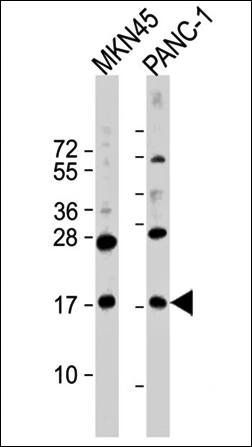 FAM159B antibody