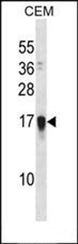 FAM163A antibody