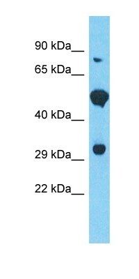 FAM166B antibody