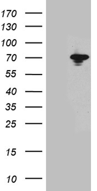 FAM170A antibody