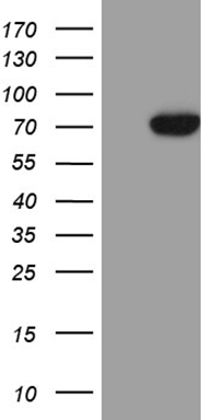 FAM170A antibody