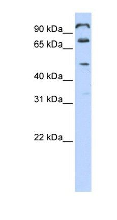 FAM171A1 antibody