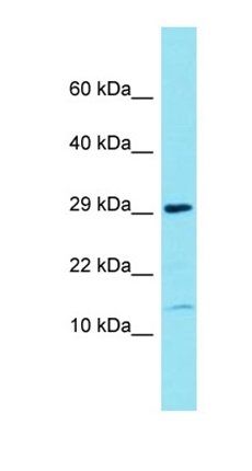 FAM177B antibody