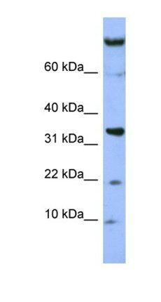 FAM178B antibody