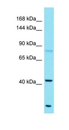 FAM184A antibody