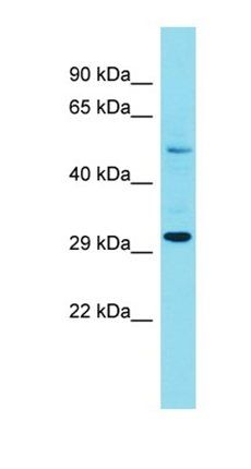 FAM185A antibody