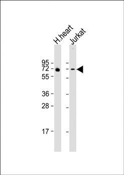 FAM189B antibody