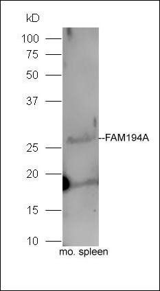 FAM194A antibody