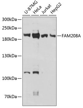 FAM208A antibody