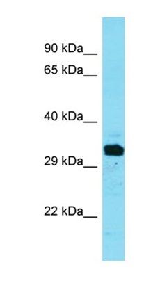 FAM212A antibody