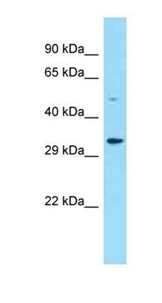 Fam212b antibody