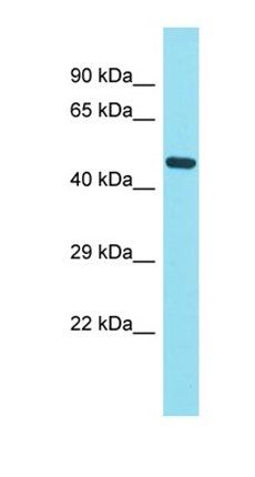 FAM221B antibody