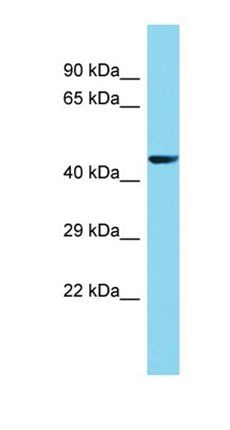 FAM222A antibody