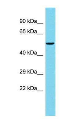 FAM222B antibody