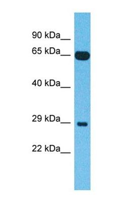 FAM227B antibody