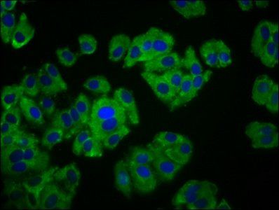 FAM234A Antibody