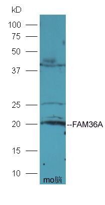 FAM36A antibody