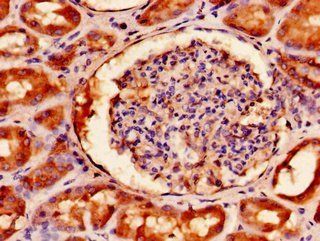 FAM3A Antibody