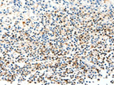 FAM3A Antibody