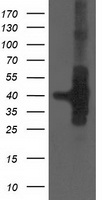 FAM40A (STRIP1) antibody