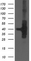 FAM40A Antibody