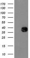 FAM40A (STRIP1) antibody