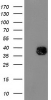 FAM40A Antibody
