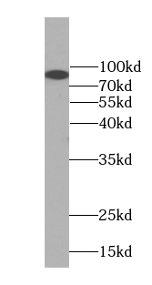 FAM40B antibody