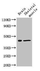 FAM43A antibody