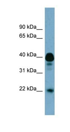 FAM45B antibody