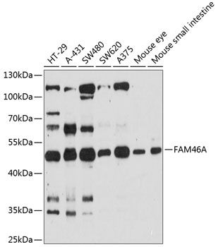 FAM46A antibody