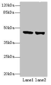 FAM46B antibody