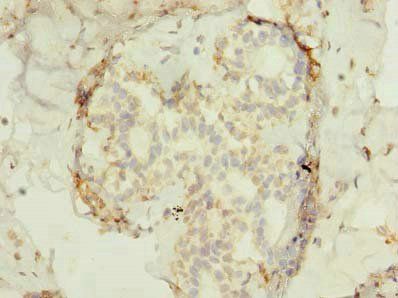 FAM53B antibody