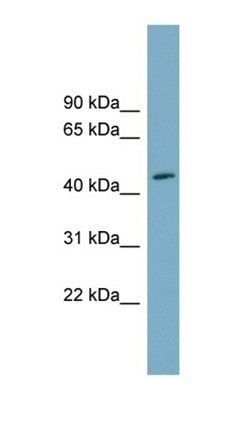 FAM53C antibody