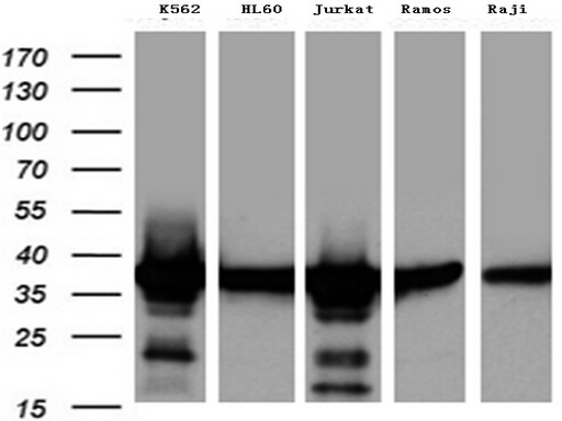 FAM54A (MTFR2) antibody