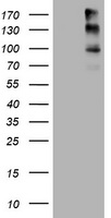 FAM54A (MTFR2) antibody