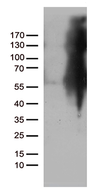 FAM54A Antibody