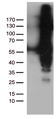 FAM54A Antibody