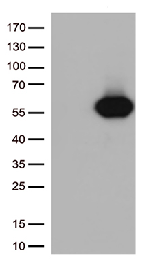 FAM54A (MTFR2) antibody