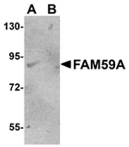 FAM59A Antibody