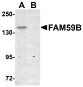 FAM59B Antibody