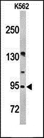 FAM5C antibody