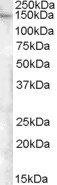 FAM62A antibody