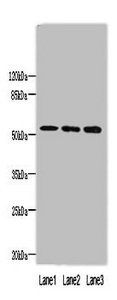 FAM63A antibody