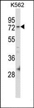 FAM63B antibody