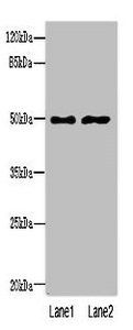 FAM69A antibody