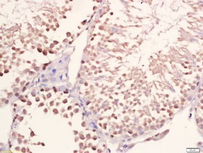 FAM71A Rabbit Polyclonal Antibody